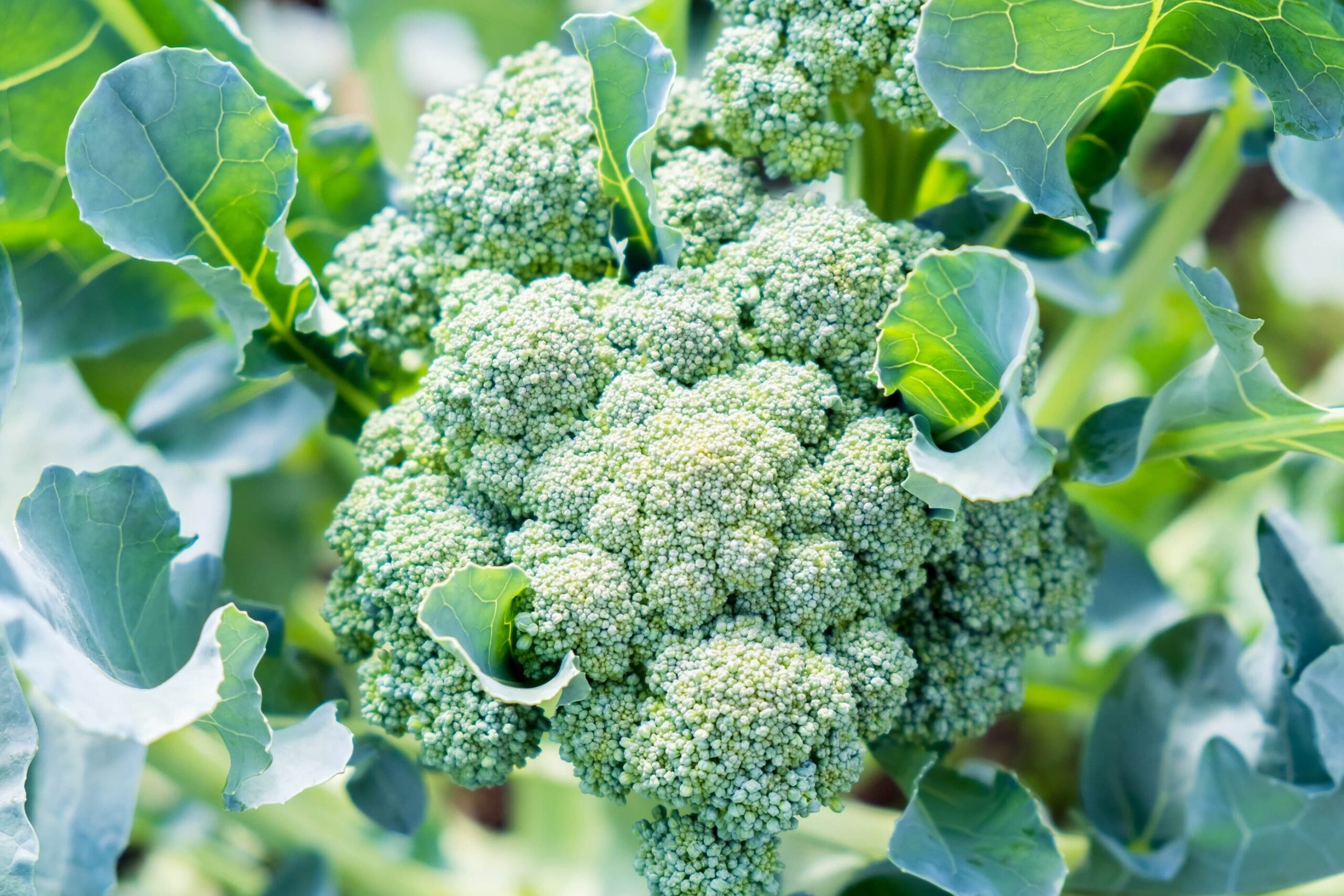 Growing Broccoli From Seeds: Try It Yourself!