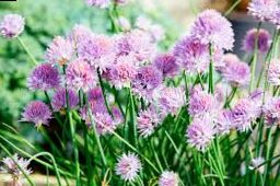 Never cut chive flowers in June - almost no one knows about their hidden effects!