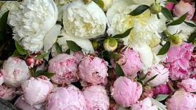 Peonies in a bouquet - 3 tips from a farm of harvested peonies