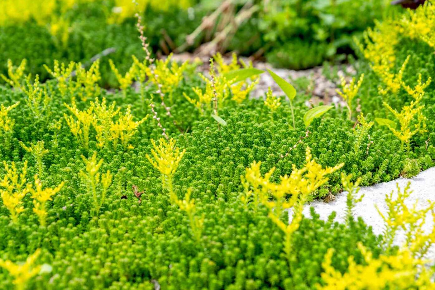 Sedum is now a valuable medicinal plant in October