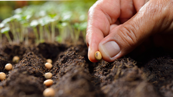 Sowing in the substrate: where will it germinate best? (experience)