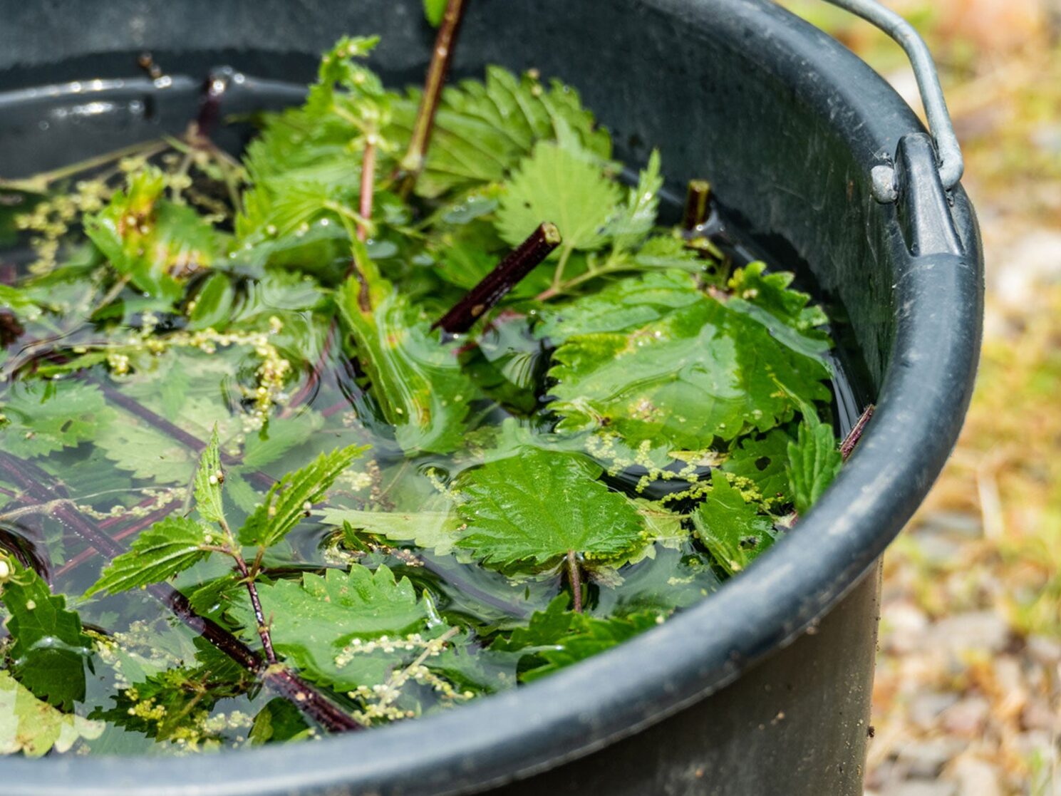 Super free fertilizer made from nettle, so your vegetables will grow like crazy in September