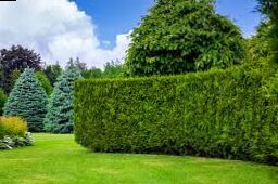 Thuja hedge - 5 rules for a healthy and beautiful hedge -