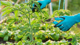 Tomatoes that do not need pruning: all about them