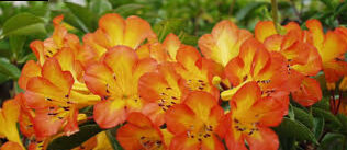 What do you need to know to grow healthy rhododendrons? / Yellow wheelbarrow