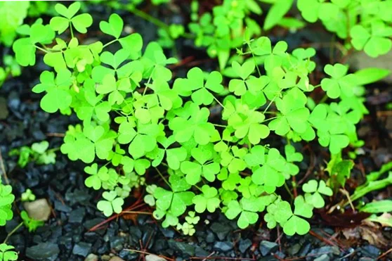 You can find these edible wild plants now in July