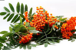 Are rowanberries edible in November? Here's how you can use the fruits of mountain ash after the first frost