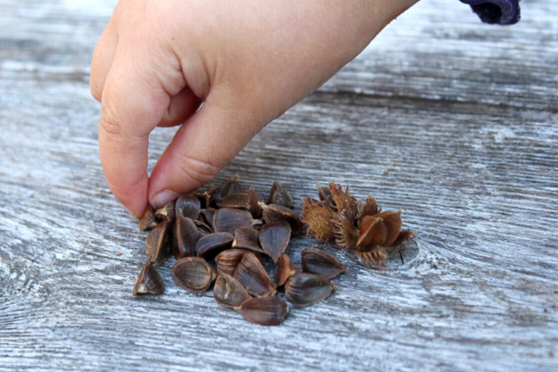 Harvest, roast and enjoy beechnuts properly in November