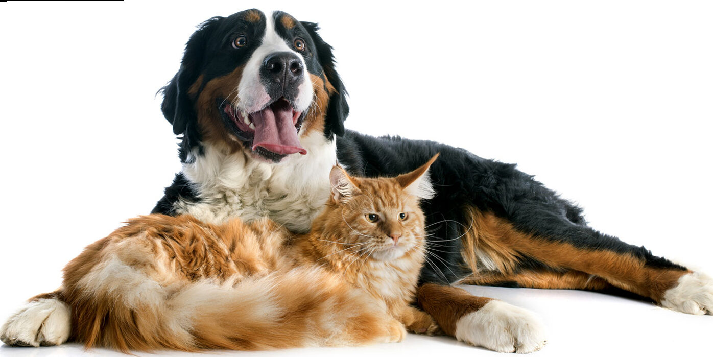 How can Omega-3s support digestion in dogs and cats?