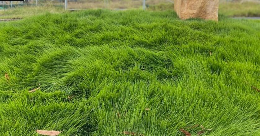 This wild grass is hard to beat and grows everywhere in April, no one knows