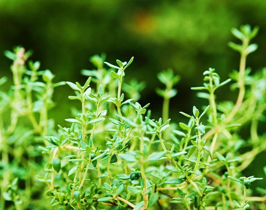 Thymol the active ingredient in thyme and black cumin oil for menstrual problems