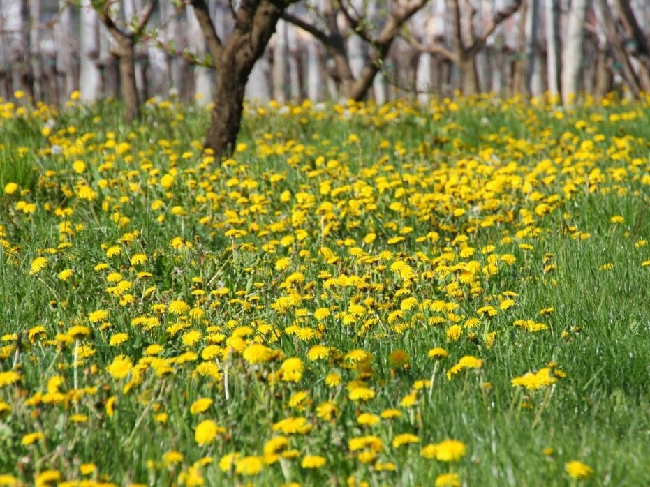 You can find these 10 wild herbs everywhere in May